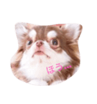 チワワのうにとしふぉん（個別スタンプ：1）