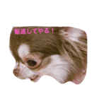 チワワのうにとしふぉん（個別スタンプ：3）