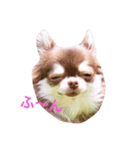 チワワのうにとしふぉん（個別スタンプ：4）