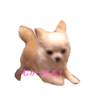 チワワのうにとしふぉん（個別スタンプ：6）