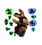 Mダックス（個別スタンプ：4）