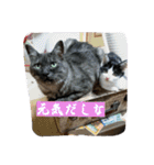 猫のはなし（個別スタンプ：11）