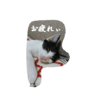 猫のはなし（個別スタンプ：16）