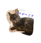 猫のはなし（個別スタンプ：17）