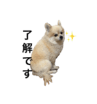わさびはチワワ（個別スタンプ：1）