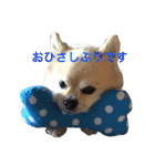 わさびはチワワ（個別スタンプ：2）