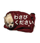 わさびはチワワ（個別スタンプ：3）