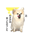わさびはチワワ（個別スタンプ：11）