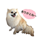 わさびはチワワ（個別スタンプ：12）