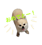 わさびはチワワ（個別スタンプ：15）