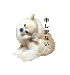 わさびはチワワ（個別スタンプ：19）