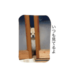 わさびはチワワ（個別スタンプ：27）