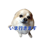 わさびはチワワ（個別スタンプ：31）
