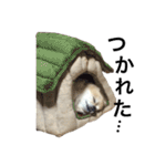 わさびはチワワ（個別スタンプ：33）
