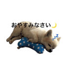 わさびはチワワ（個別スタンプ：38）