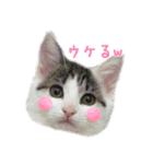 こまるスタンプ（個別スタンプ：5）