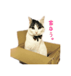 こまるスタンプ（個別スタンプ：39）