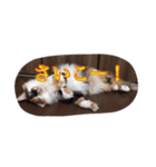 猫のチャチャ2（個別スタンプ：1）