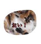 猫のチャチャ2（個別スタンプ：2）