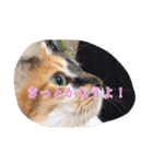 猫のチャチャ2（個別スタンプ：3）