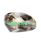 猫のチャチャ2（個別スタンプ：5）
