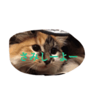 猫のチャチャ2（個別スタンプ：6）
