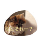 猫のチャチャ2（個別スタンプ：7）