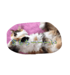 猫のチャチャ2（個別スタンプ：8）