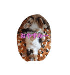 猫のチャチャ1（個別スタンプ：3）