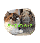 猫のチャチャ1（個別スタンプ：4）