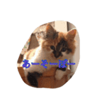 猫のチャチャ1（個別スタンプ：5）