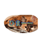 猫のチャチャ1（個別スタンプ：6）
