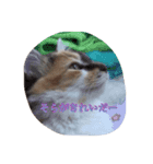 猫のチャチャ1（個別スタンプ：7）
