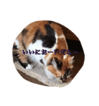 猫のチャチャ1（個別スタンプ：8）