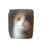 まんまるスコティッシュ（実写）（個別スタンプ：18）