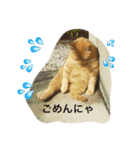 うちニャン2（個別スタンプ：6）
