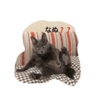 うちニャン2（個別スタンプ：8）