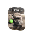 うちニャン2（個別スタンプ：11）