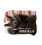 うちニャン2（個別スタンプ：15）