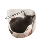 うちニャン2（個別スタンプ：17）