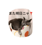 うちニャン2（個別スタンプ：19）