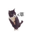 ねこのジャジョさん（個別スタンプ：1）