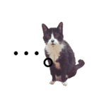 ねこのジャジョさん（個別スタンプ：2）
