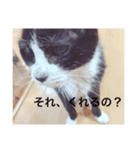ねこのジャジョさん（個別スタンプ：3）