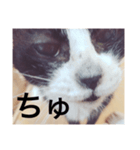 ねこのジャジョさん（個別スタンプ：4）