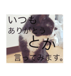 ねこのジャジョさん（個別スタンプ：5）