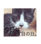 ねこのジャジョさん（個別スタンプ：6）