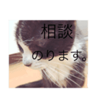 ねこのジャジョさん（個別スタンプ：7）