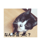 ねこのジャジョさん（個別スタンプ：8）