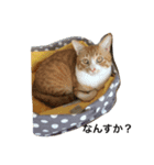 しまねこサンクレチン（個別スタンプ：2）